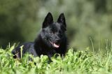 SCHIPPERKE 666